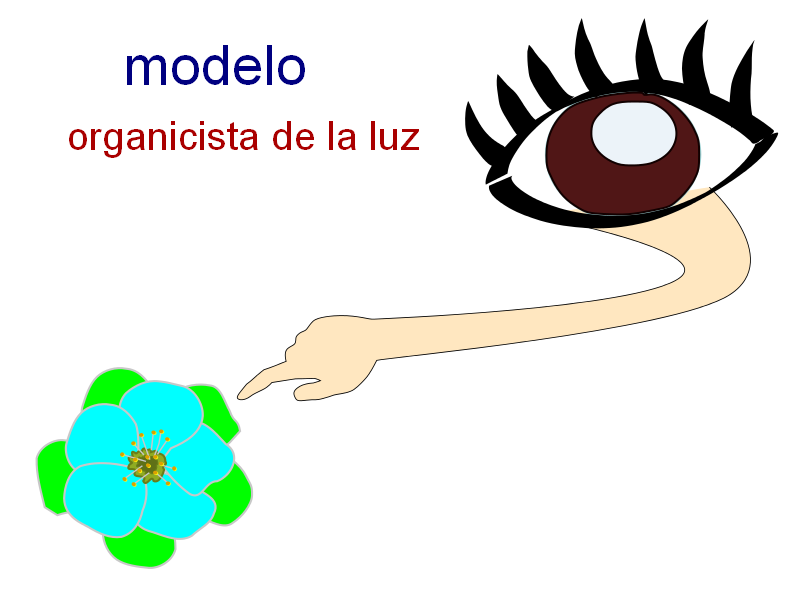 File:Modelo organicista luz.png