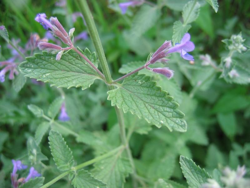 File:Nepeta grandiflora blatt.jpeg