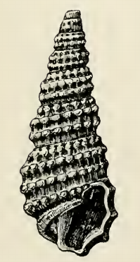 <i>Odostomia pedroana</i> Species of gastropod