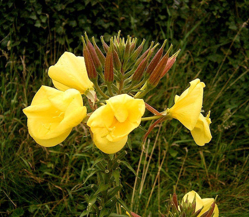 Oenothera_glazioviana_03_ies.jpg