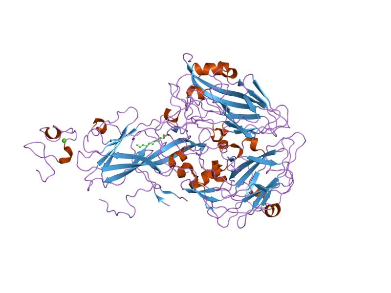 VLDL receptor