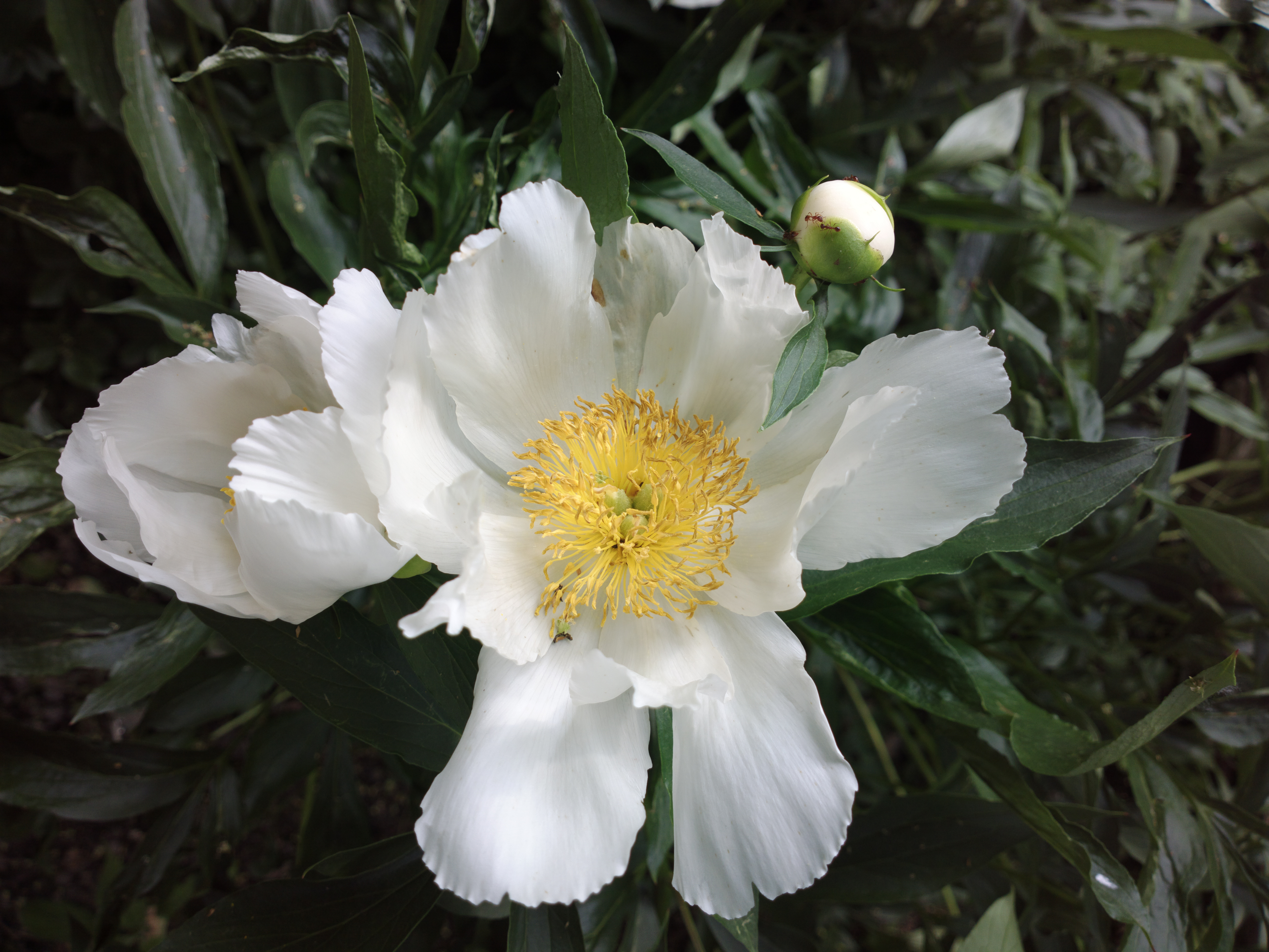 Paeonia Krinkled White. Лактифлора Pall пион. Paeonia lactiflora White Wings.