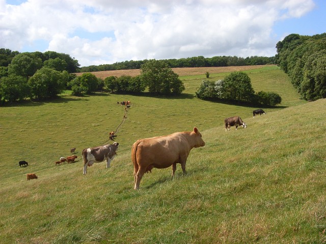 Pastures, Chinnor - geograph.org.uk - 883935