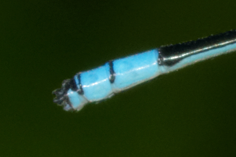 File:Pseudagrion australasiae-Kadavoor-2016-07-11-003 (appendages).jpg