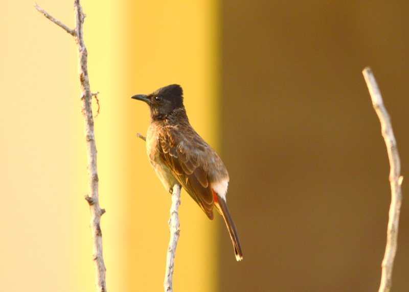 File:Red-vented Bulbul - Mt Laviniya.JPG