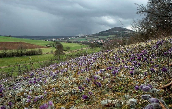 File:Rhoen Pulsatilla vulgaris Biotop mg-k.jpg