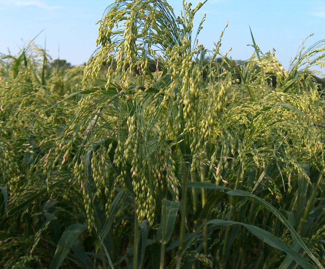 Особенности проса. Просо (Panicum miliaceum). Просо Обыкновенное. Просо (лат. Panicum). Дикое просо.