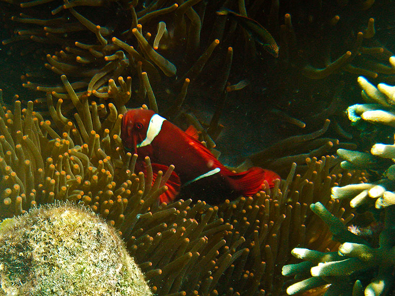 Maroon clownfish hiding in aquarium
