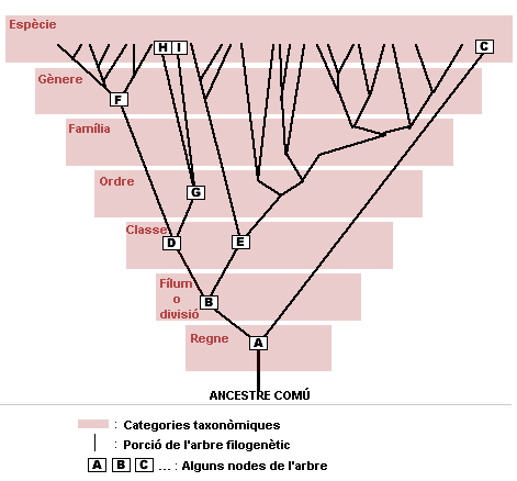 File:Taxonomia i filogènia.gif