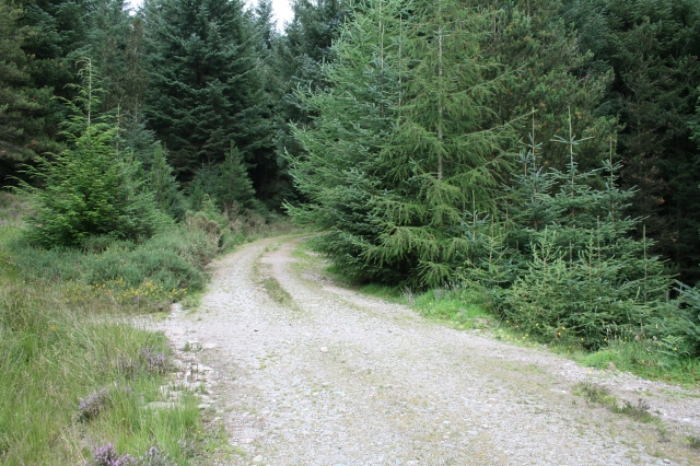 Track in Miterdale Forest. - geograph.org.uk - 537677