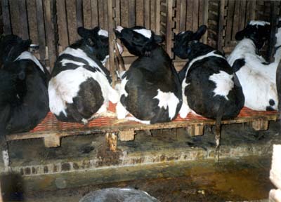 These calves are chained by their neck, with limited space per calf.