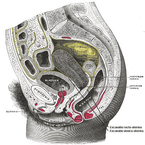 Female pouches store