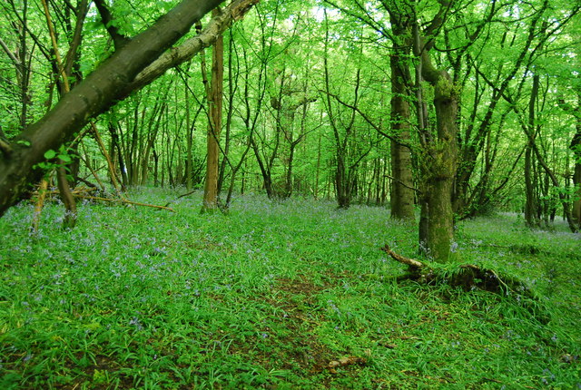 Woodland, Troseley Country Park - geograph.org.uk - 3539930