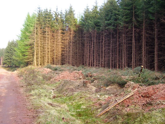 File:Woodmuir Plantation - geograph.org.uk - 168313.jpg