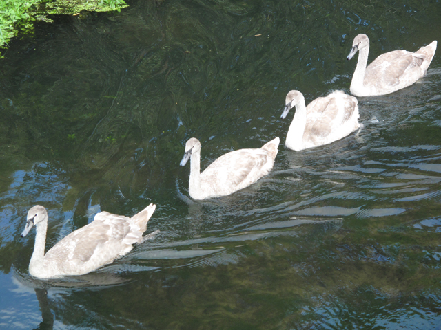 File:Young swans on the River Glaven - geograph.org.uk - 1514895.jpg