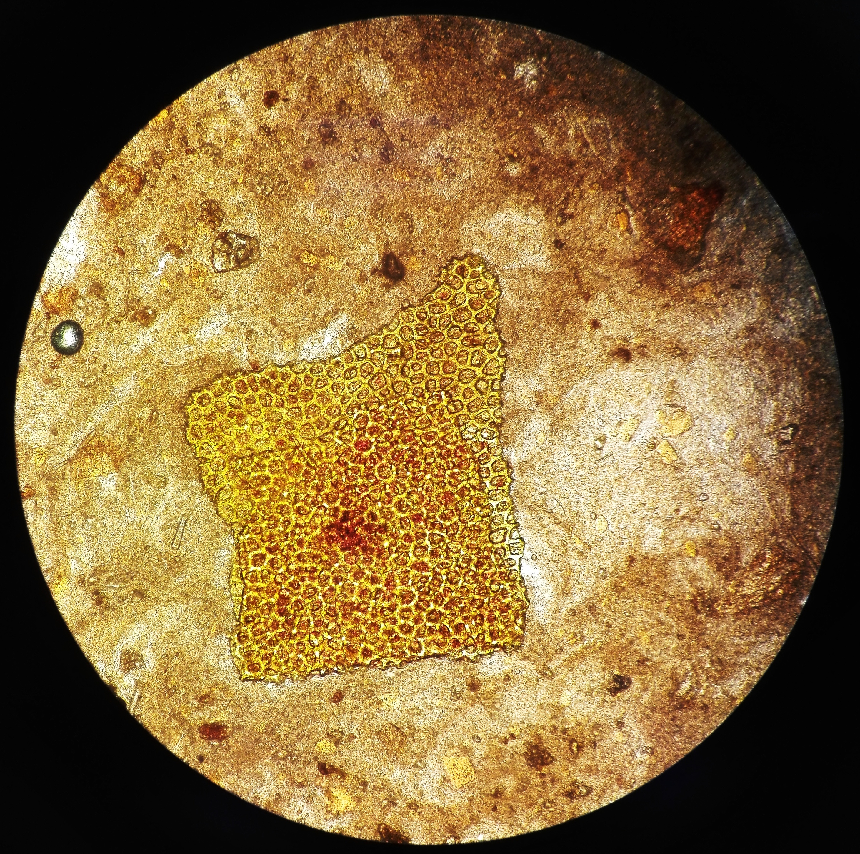 раст клетчатка неперев в кале (120) фото