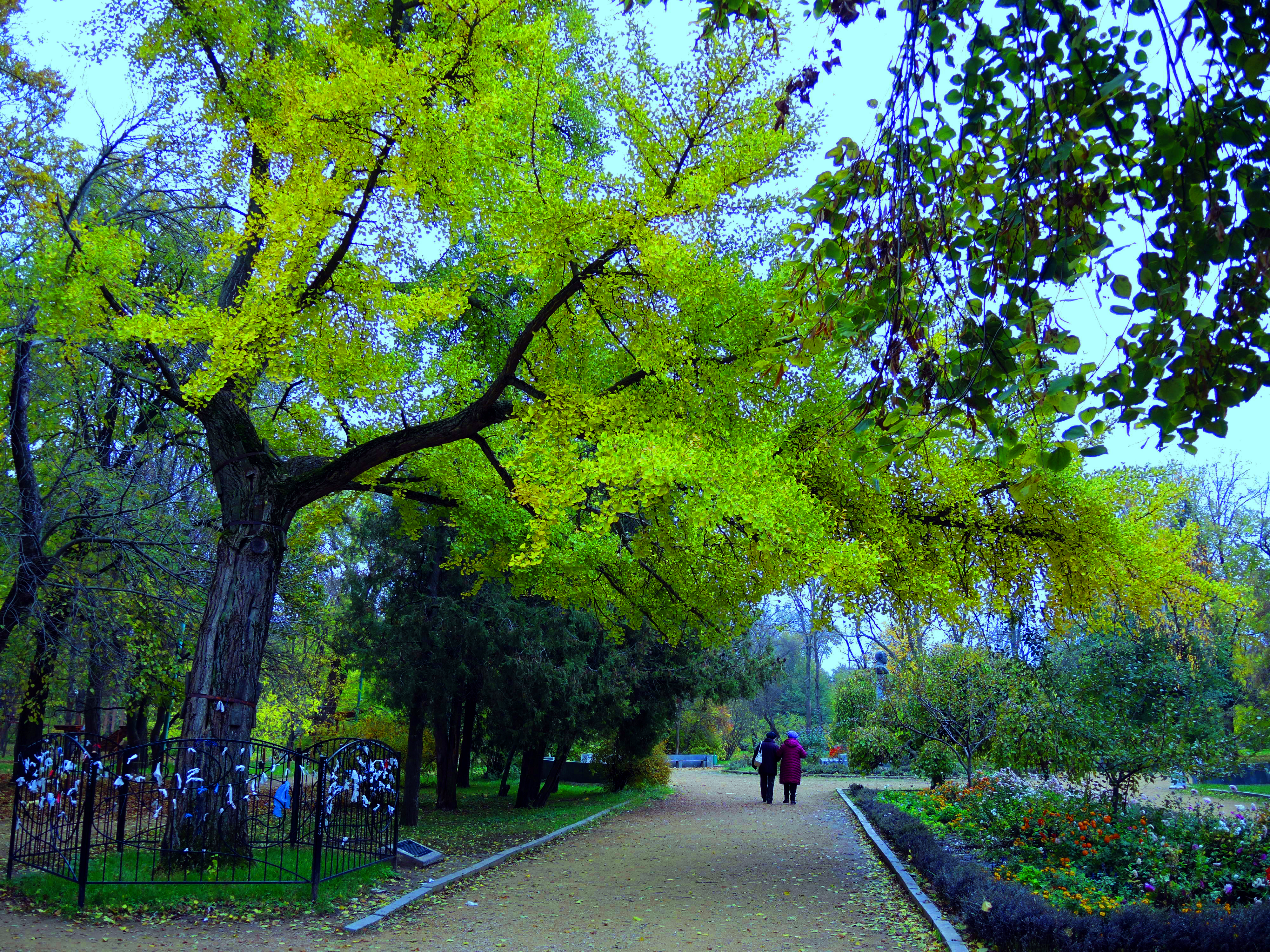 Гинкго парк в новочеркасске фото