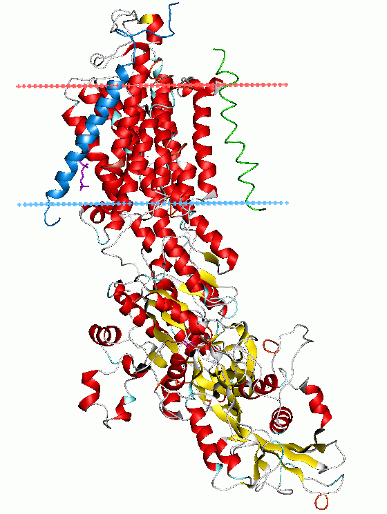 Which is an example of a lipid?