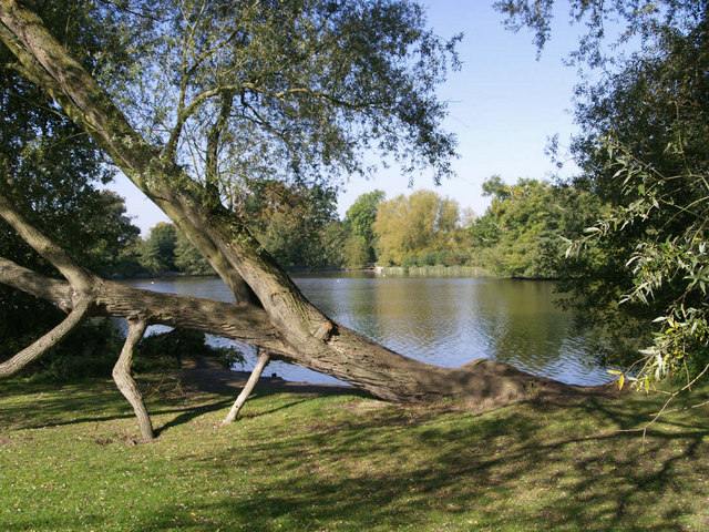 File:A fallen willow - South Weald - geograph.org.uk - 575427.jpg