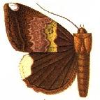 <i>Achaea leucopera</i> species of insect
