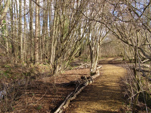 Alder coppice at Testwood Lakes nature reserve - geograph.org.uk - 344286