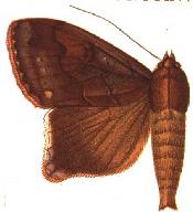 <i>Ophiusa reducta</i> Species of moth