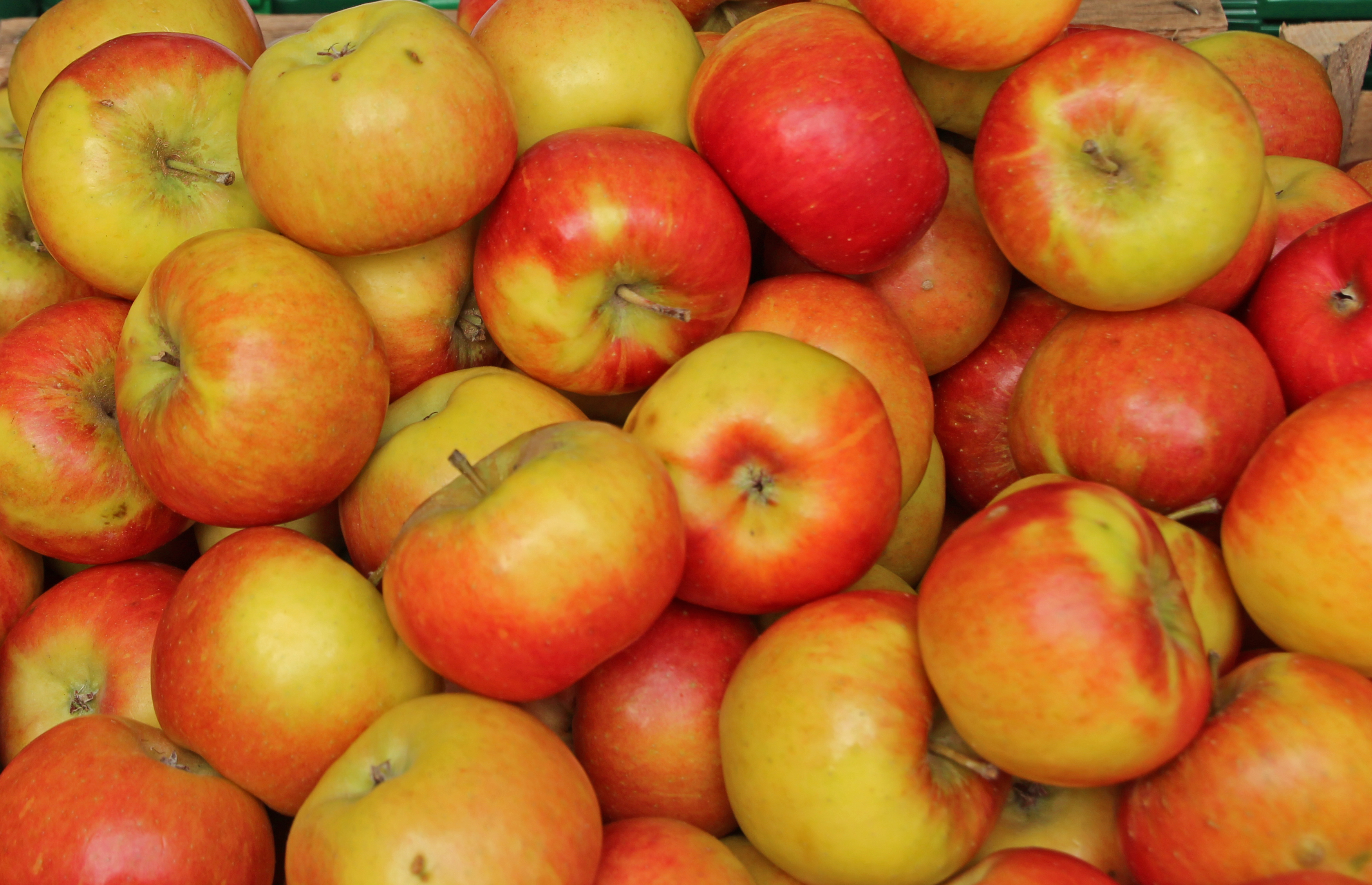 File:Apfel Rote Winterrenette 02 (fcm).jpg - Wikimedia Commons