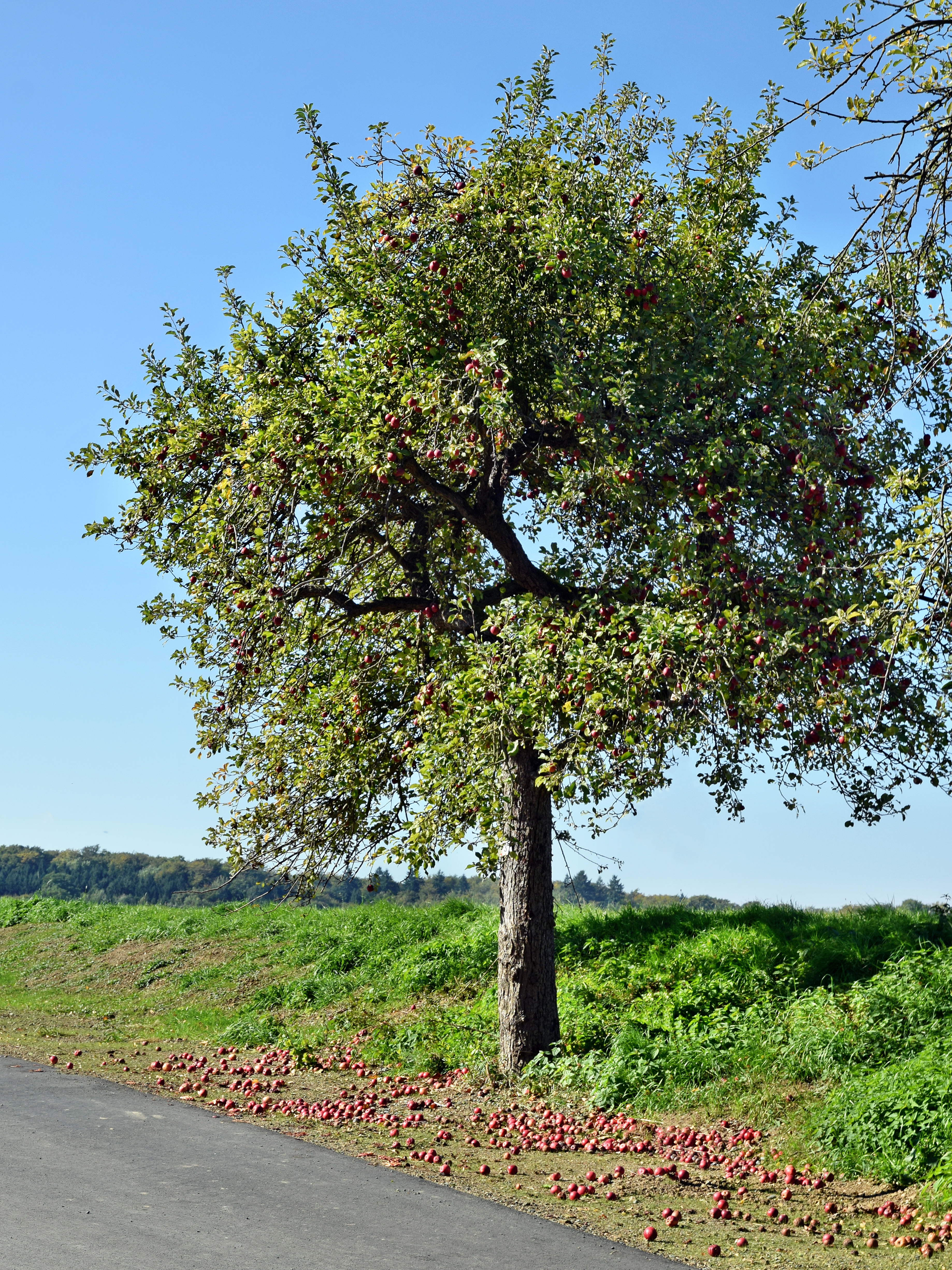 File:Apfelbaum Rauischholzhausen.jpg - Wikimedia Commons