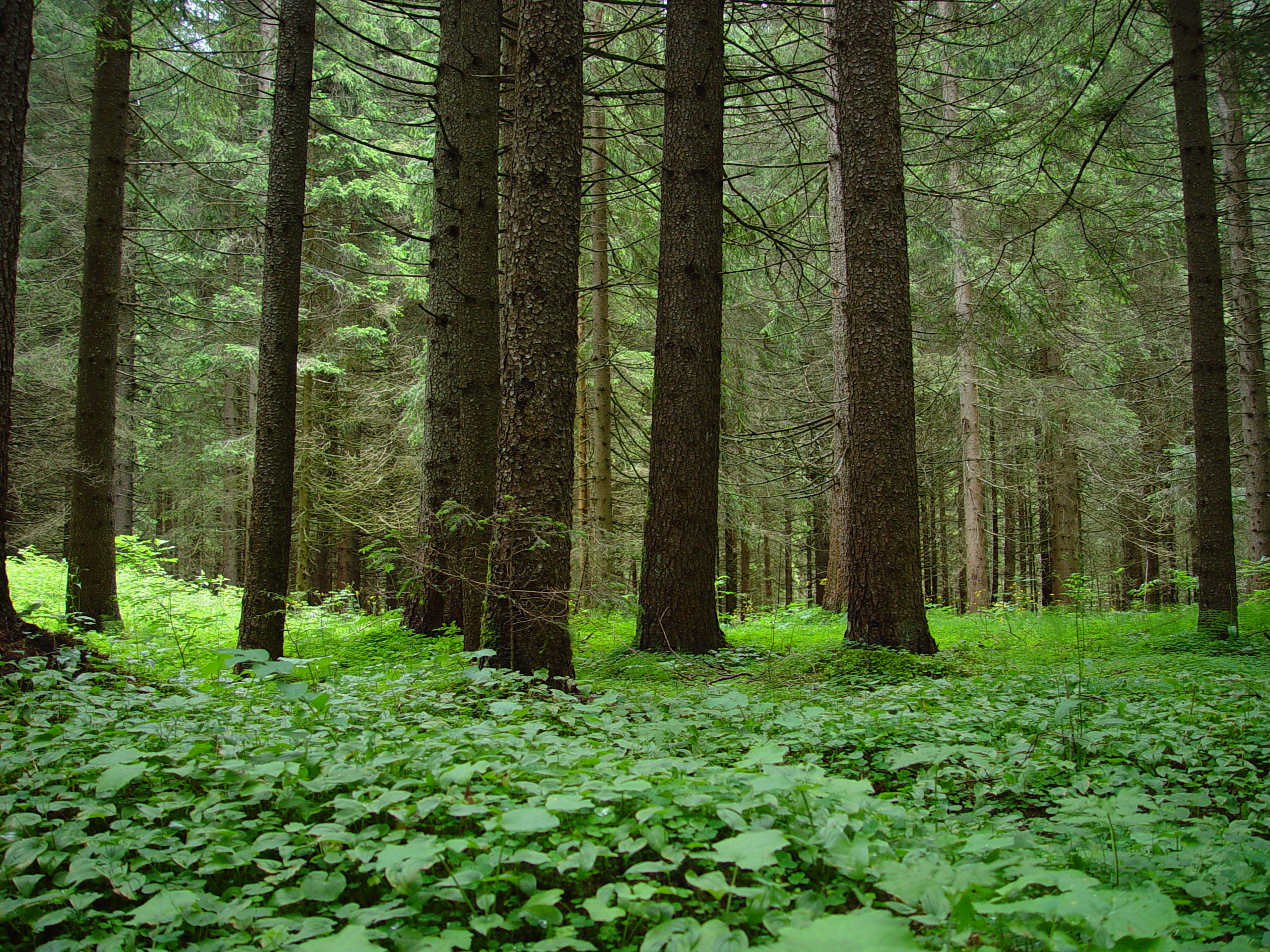 Какие леса в евразии. Евразия лес. Атмосфера леса 90 года. Сырые леса Евразии фото.
