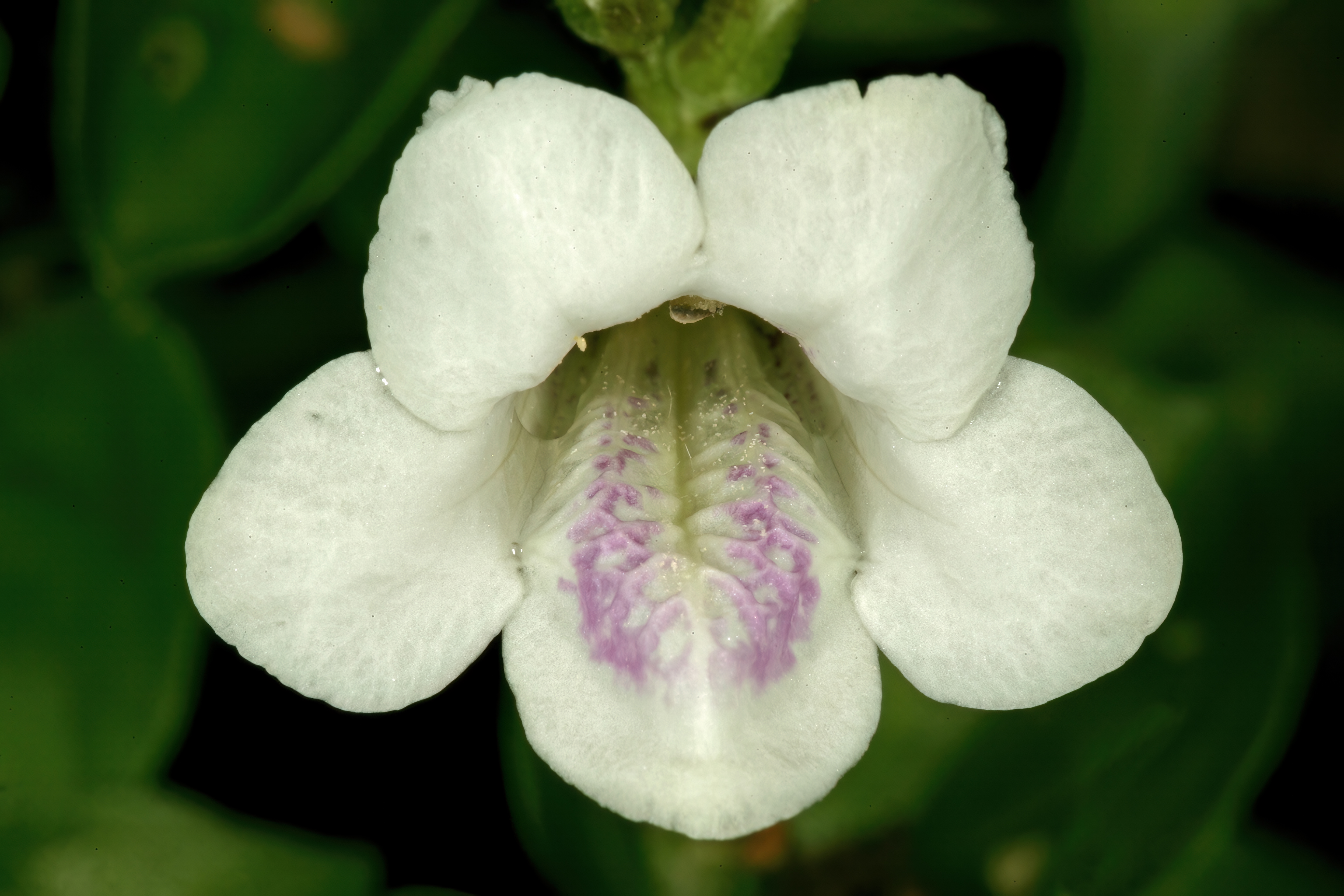 Азистазия. Smitinandia micrantha. Micrantha цитрус. Азистазия фото.