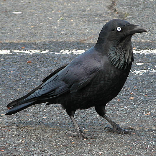 File:Australianraven.jpg