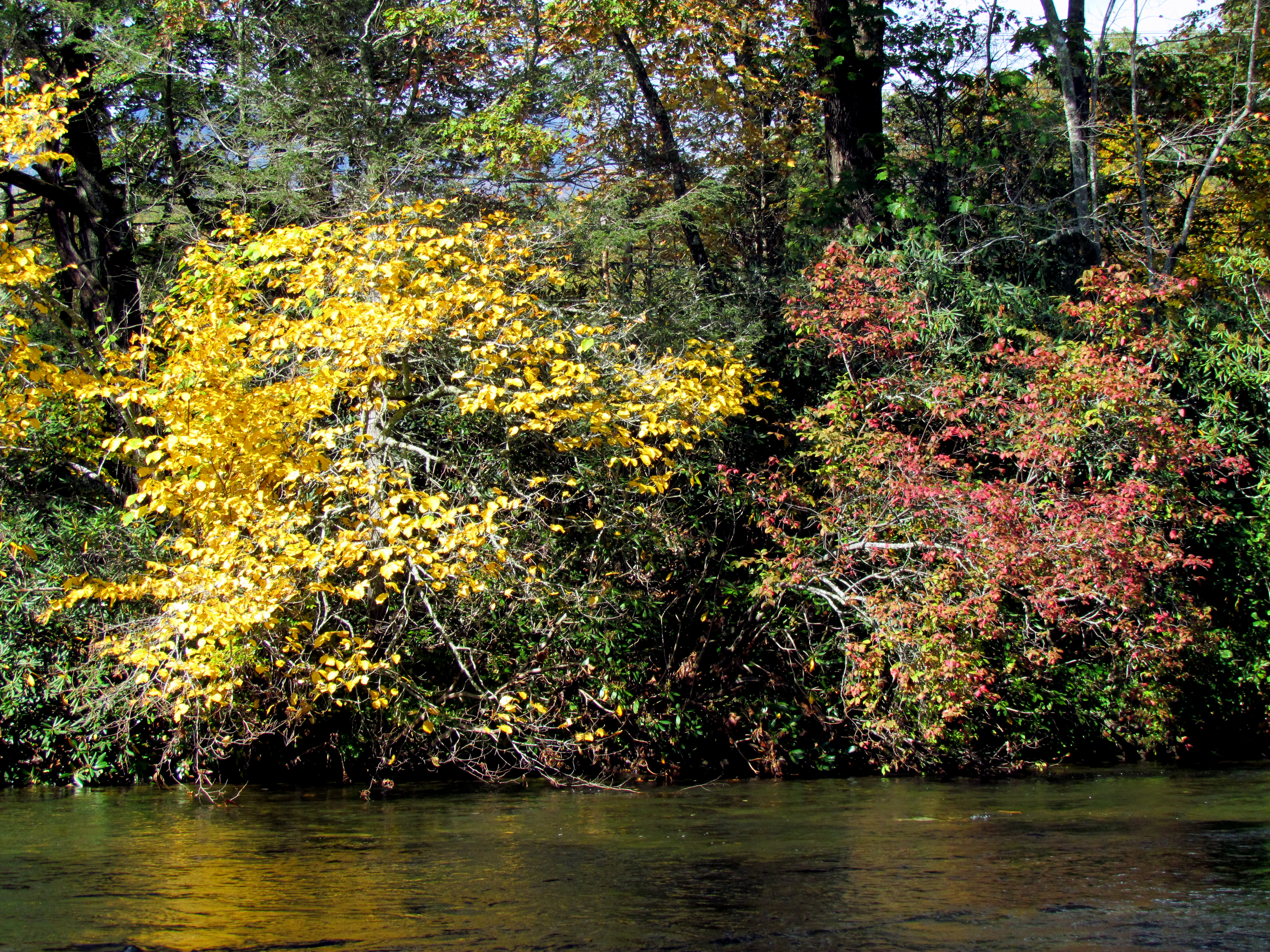 Brunozamp s foliage