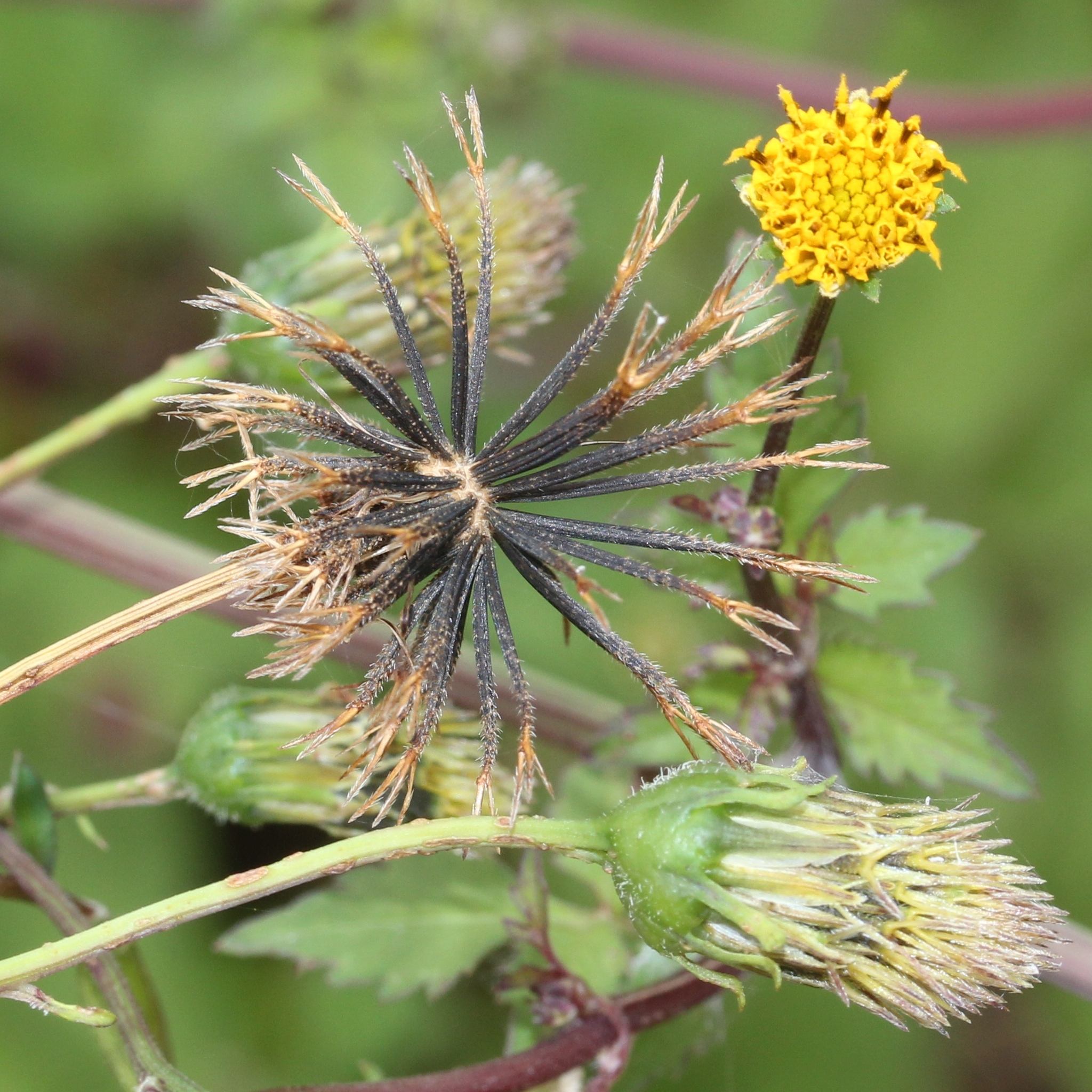 49+ Bidens Pilosa L. Var. Pilosa PNG