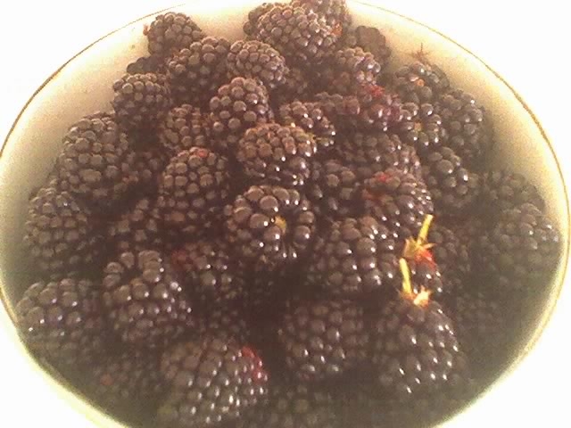 File:Blackberries in Mavronoros, Grevena, Greece.jpg