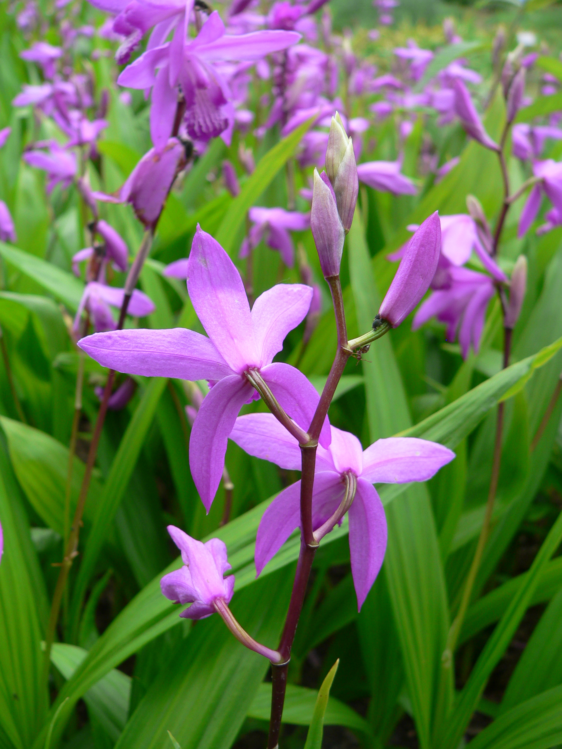 Bletilla striata - Wikipedia, la enciclopedia libre