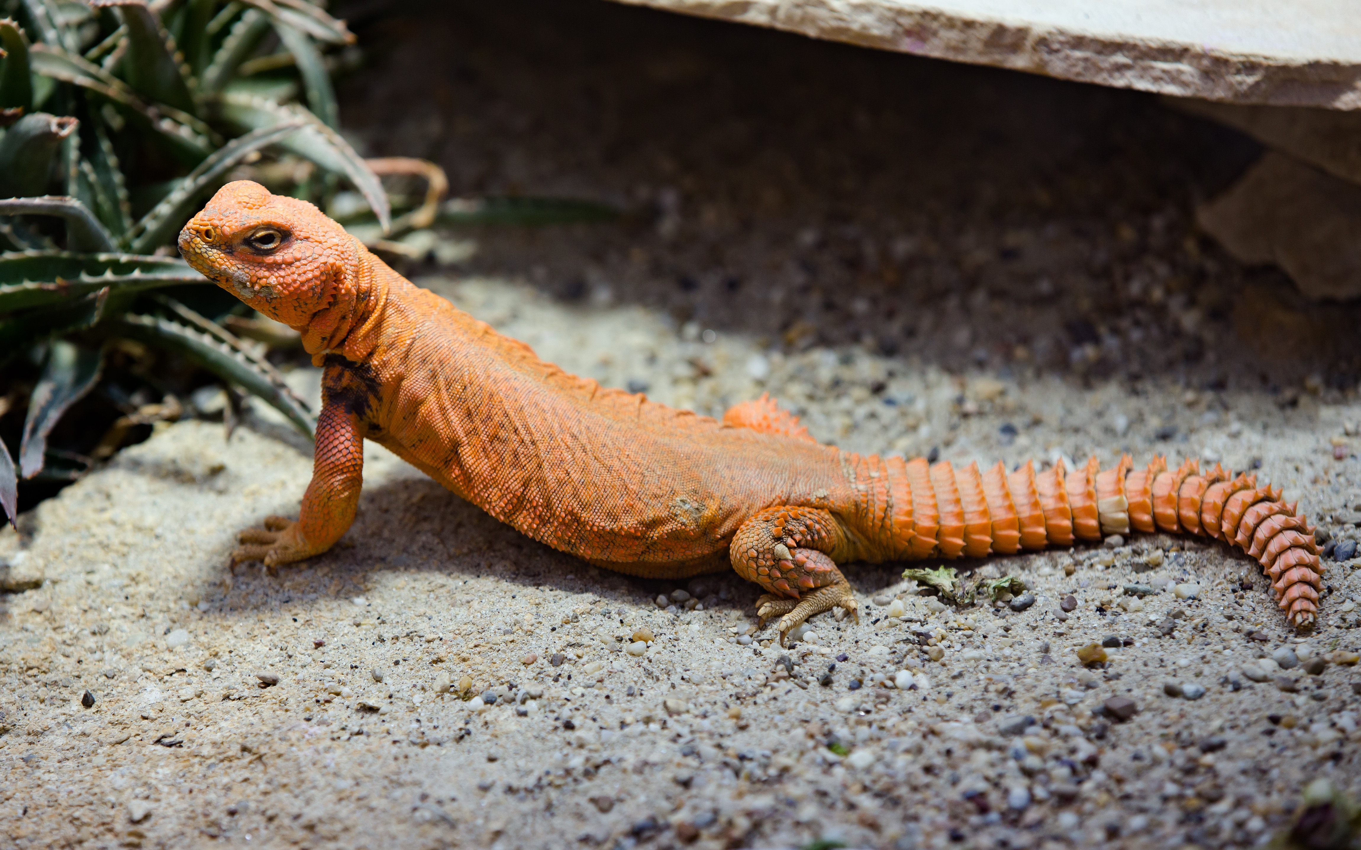 Blumengärten Hirschstetten 2016-02-21 Dornschwanzagame (Uromastyx geyri) a....