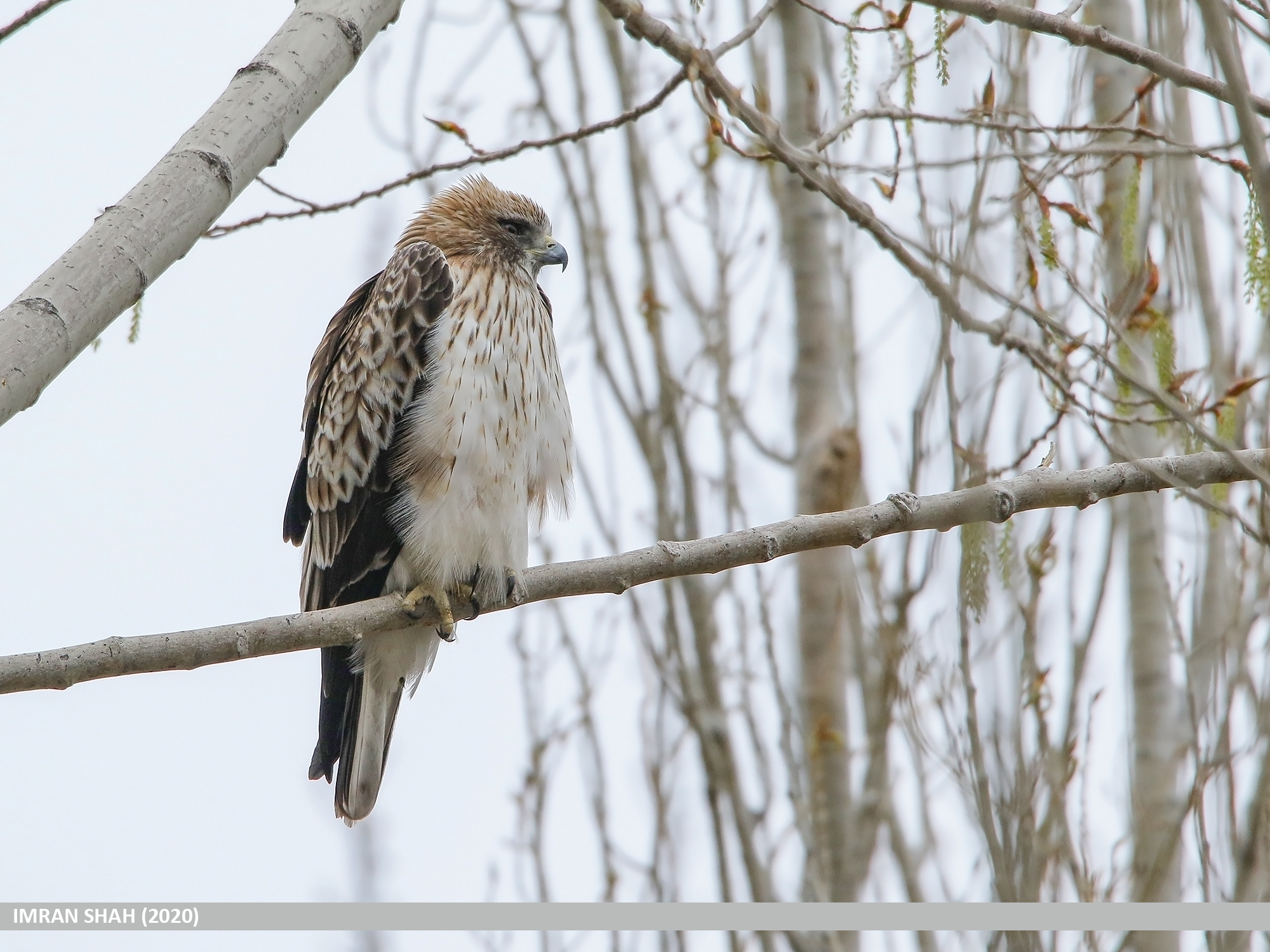 Booted Eagle (Hieraaetus pennatus) (50584863566).jpg