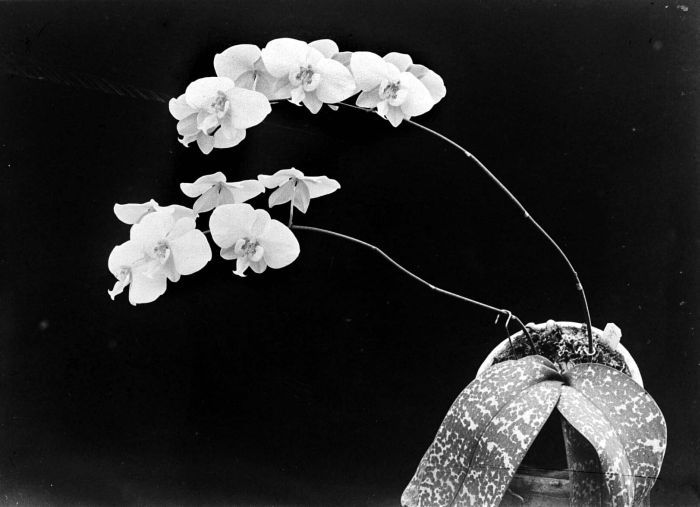 File:COLLECTIE TROPENMUSEUM Orchidee (Phalaemopsis) Rêve rose (Schilleriana alger) TMnr 10006158.jpg