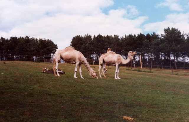 File:Camels in Edinburgh Zoo - geograph.org.uk - 688366.jpg