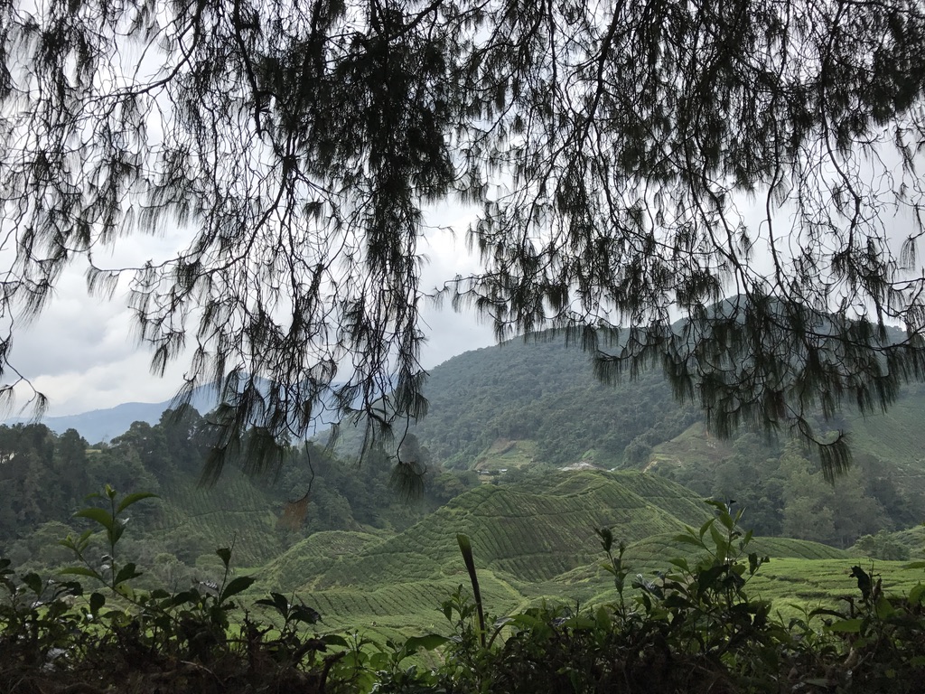 File Cameron Highlands Roadtrip Jpg Wikimedia Commons