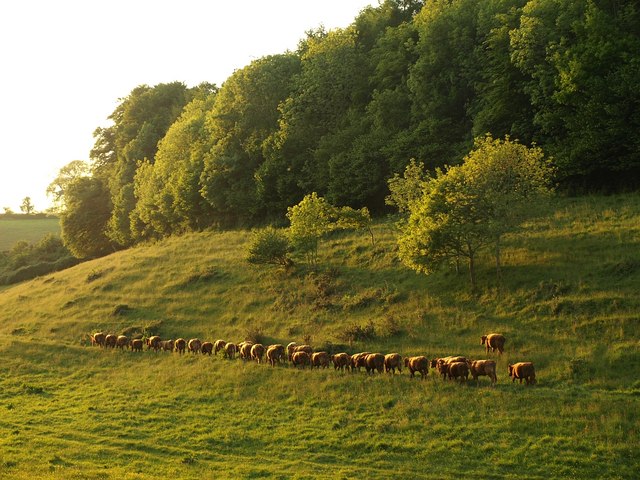 File:Cattle near Gatcombe Mill - geograph.org.uk - 1332993.jpg