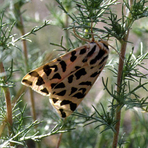 <i>Chelis mongolica</i> Genus of moths