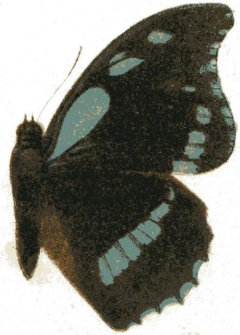 File:Charaxes doubledayi.JPG