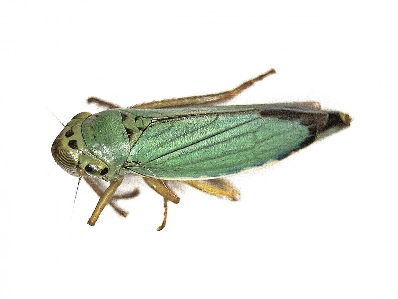 File:Cicadella viridis (Cicadellidae) - (imago), Elst (Gld), the Netherlands.jpg