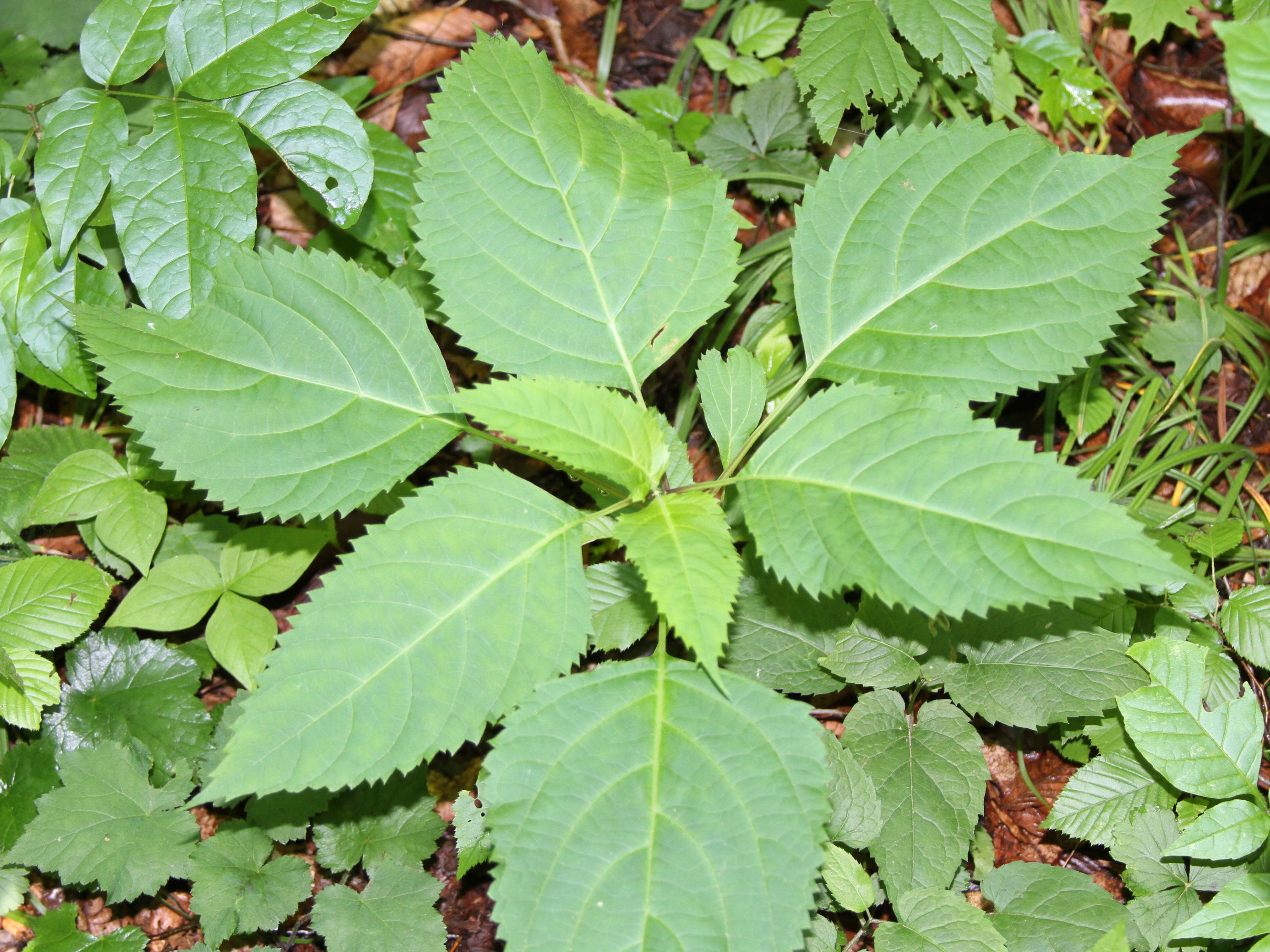 Collinsonia root. Collinsonia canadensis. Коллинсония Collinsonia канадская canadensis растение. Stone root коллинсония канадская. Каменный корень коллинсонии канадской».