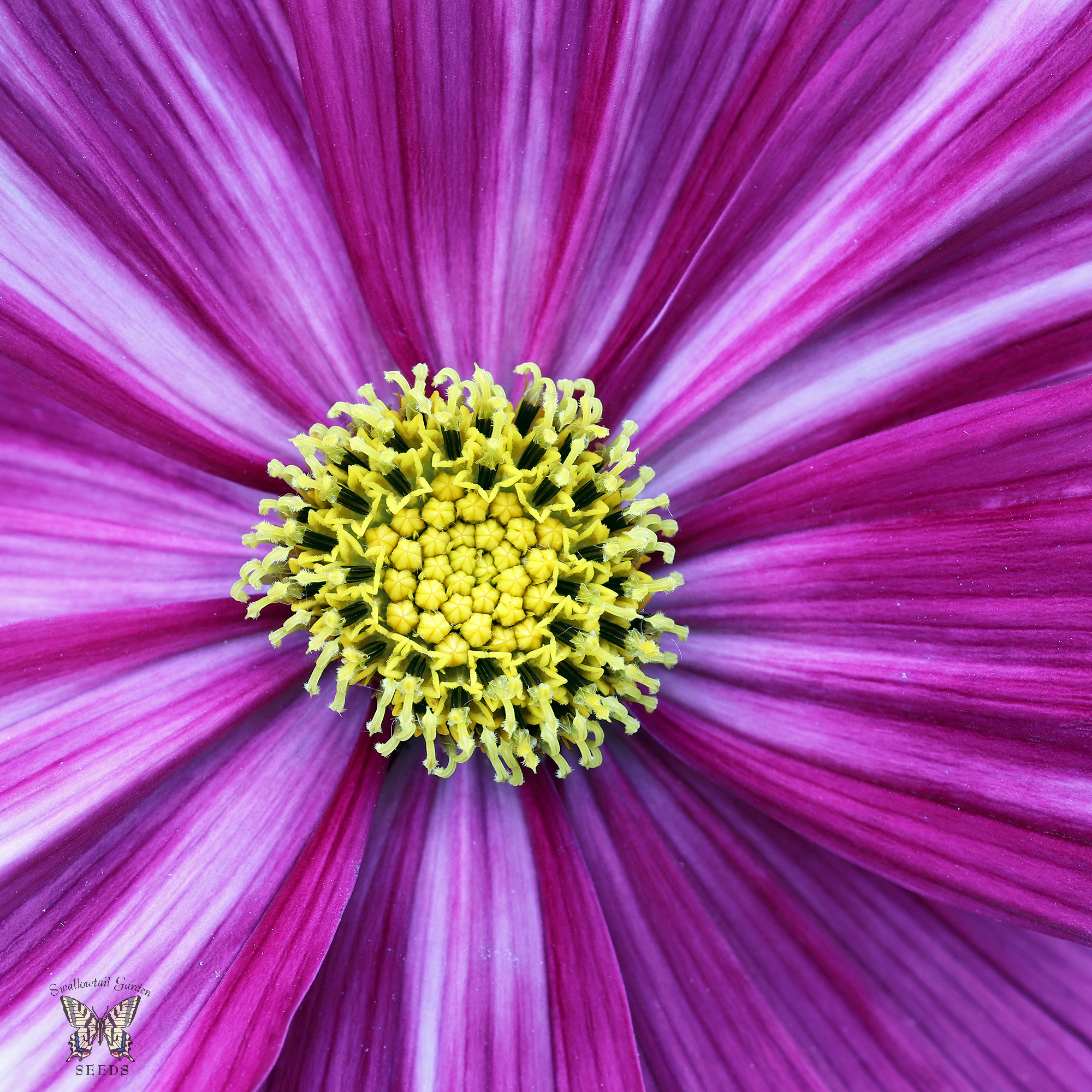 File Cosmos Velouette Flickr Swallowtail Garden Seeds Jpg