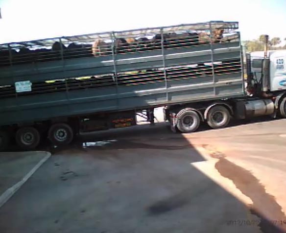 File:Cows wait in a truck outside Bakar Tnuva slaughterhouse. undercover photograph by Ronen Bar for Anonymus Animal Rights Israel.jpg