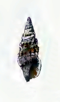 Crassispira flavonodulosa 001.jpg