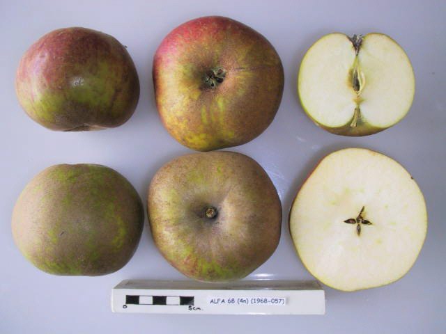 File:Cross section of Alfa 68, National Fruit Collection (acc. 1968-057).jpg