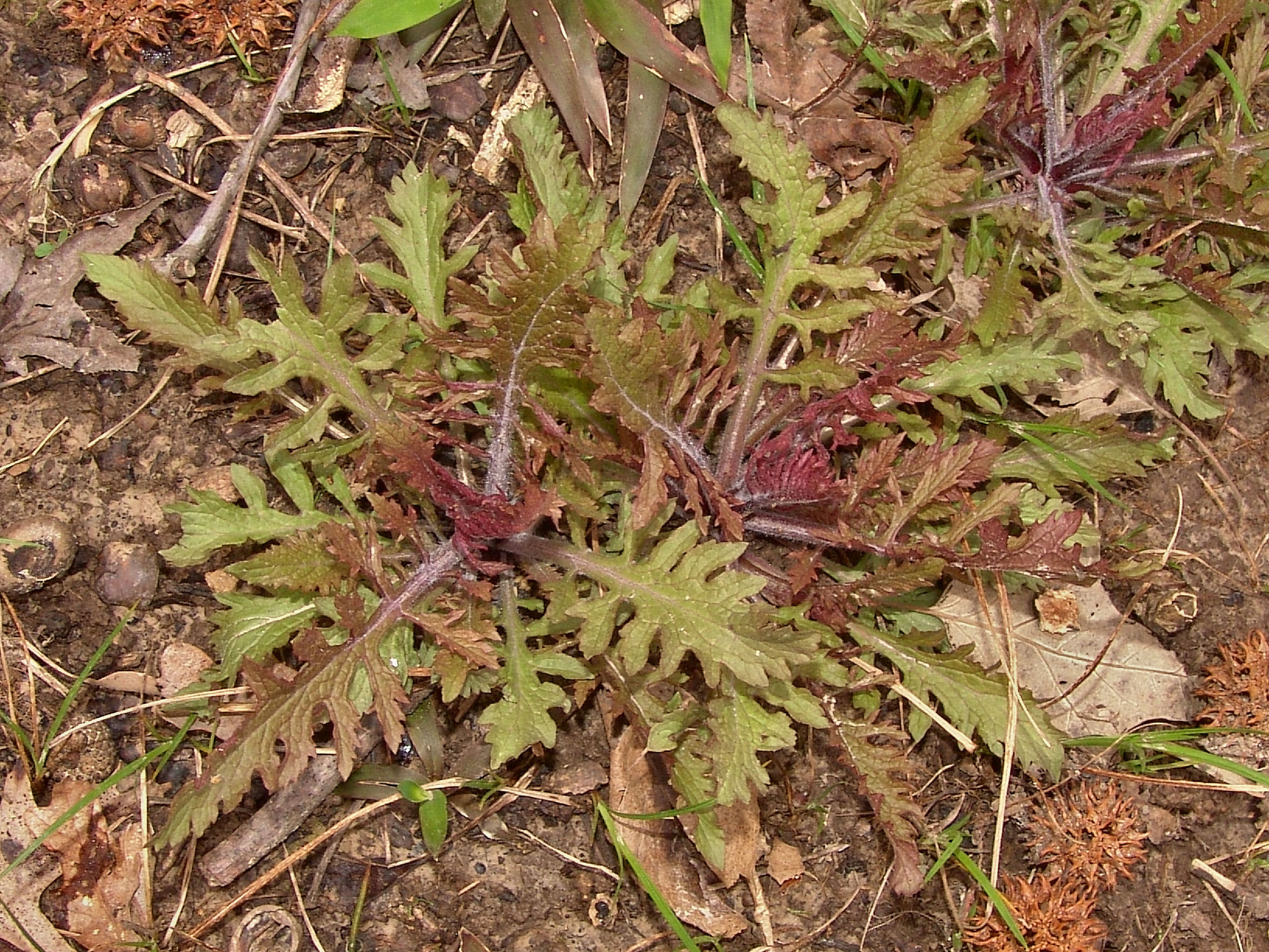 basal leaves